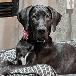 Great Dane Puppies from Phoenix Family Danes