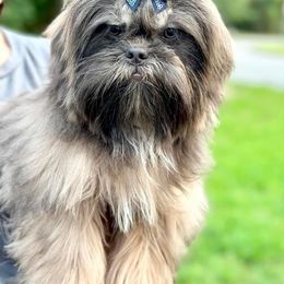 Ellie - Shih Tzu