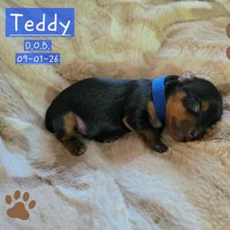 Teddy - Black and gold male Yorkshire Terrier puppy in Nitro, West Virginia from Kathryn's Yorkies