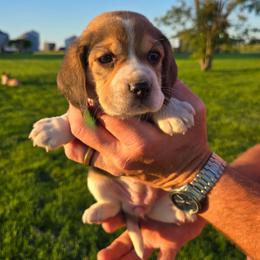 Glory - Blue tan and white female Beagle puppy in Bethany, Missouri from Fox Creek Beagles