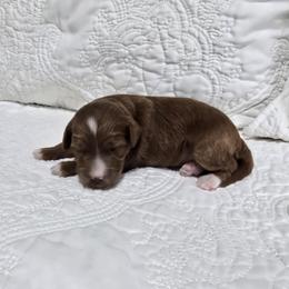 Savannah - Red  female Goldendoodle puppy in Floyd, Virginia from Hearts and Paws Poodles and Doodles