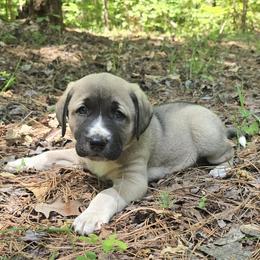 Boone - Fawn male Anatolian Shepherd Dog puppy in La Grange, Georgia from Florida Anatolian Shepherds