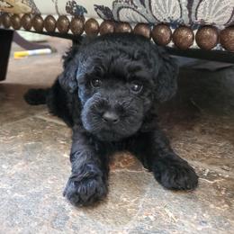 Theo- AKC Toy Poodle - Black male Poodle puppy in Falcon, Missouri from Cedar House Heritage Poodles | AKC Toy & Miniature Poodle Puppies Raised in Home