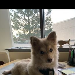 Pomsky All Grown Up from Kenna'z Kuddly Pomskiez
