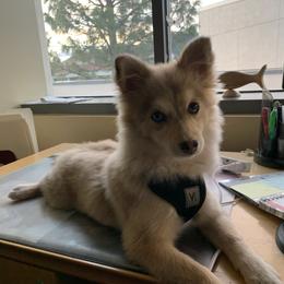 Pomsky All Grown Up from Kenna'z Kuddly Pomskiez