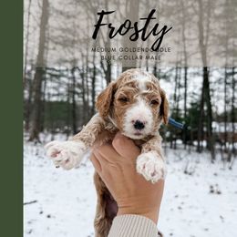 Frosty - Apricot male Goldendoodle puppy in Brookville, Pennsylvania from Woodland Mountain Doodles