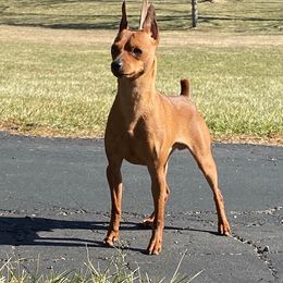 Rocky - Miniature Pinscher