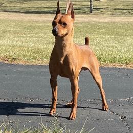 Rocky - Miniature Pinscher