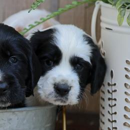 English Cocker Spaniel Puppies from HighBrassGunDogs