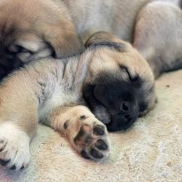 Anatolian Shepherd Dog Puppies from Wild Rooster Family Farm (AKC Anatolians OFA Hips Tested)