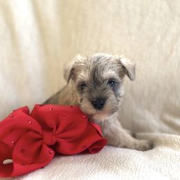 Girl 1 - Salt and pepper female Miniature Schnauzer puppy in El Reno, Oklahoma from Shannon's Miniature Schnauzers