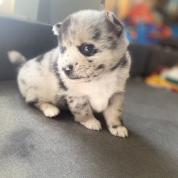 Pomsky Puppies from The Pomsky‘s Palace