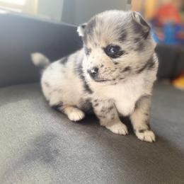 Pomsky Puppies from The Pomsky‘s Palace