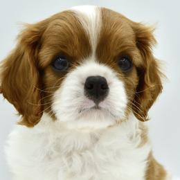 Cavalier King Charles Spaniel Puppies from Goddens Cavaliers