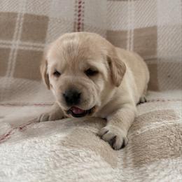 Lime Green - Yellow female Labrador Retriever puppy in Tekonsha, Michigan from Asher Acres Labs