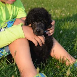 Poodle Puppies from D and D Standard Poodles