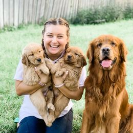 Golden Retriever Puppies from Salty Goldens