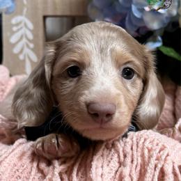 Milk - Dapple male Dachshund puppy in Fayetteville, West Virginia from Loop Creek Dachshunds