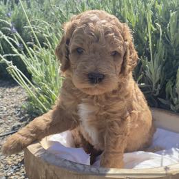Bernedoodle, Goldendoodle, and Poodle Puppies from Central Valley Canine Companions