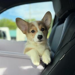 Princess - Red female Pembroke Welsh Corgi puppy in Columbia, Tennessee from Wiggle B Ranch Corgis