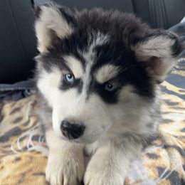 Siberian Huskies from Sarah Gordon's Siberian Huskies