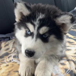Siberian Huskies from Sarah Gordon's Siberian Huskies