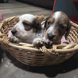 Dachshund Puppies from Green Thumb Farms