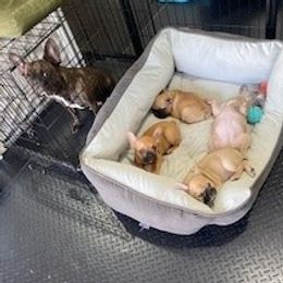 Chloe - French Bulldog