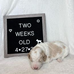 Hank - Yellow and white male Bernedoodle puppy in Sparrows Point, Maryland from Rosie’s Puppies