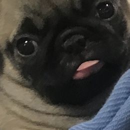 French Bulldog and Pug Puppies from Lyons Pride Pups