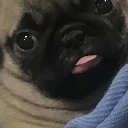 French Bulldog and Pug Puppies from Lyons Pride Pups