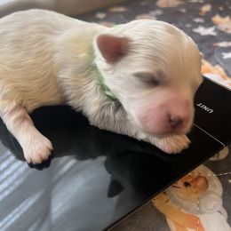 Boy 3 - male Maltipoo puppy in Peekskill, New York from Dorothy Bunch's Maltipoos