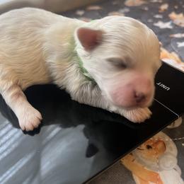 Boy 3 - male Maltipoo puppy in Peekskill, New York from Dorothy Bunch's Maltipoos