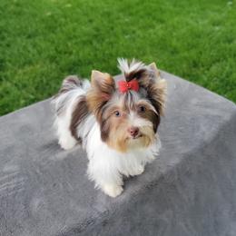 Stella - Yorkshire Terrier