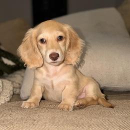 Thibodeaux - Dapple male Dachshund puppy in Baton Rouge, Louisiana from Bayou d’ Elara Dachshunds