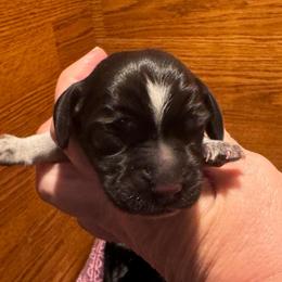Ms. Pink - Black tan and bluetick female Beagle puppy in Viper, Kentucky from Mountain Top