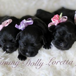 Miniature Schnauzer Puppies from West Coast Royal Miniature Schnauzer
