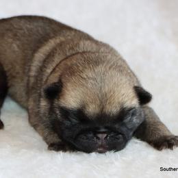 Alex - Fawn male Pug puppy in Winnsboro, Texas from Southern pugs