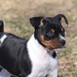 Australian Terriers and Rat Terriers from Seegmiller Standard Rat Terriers