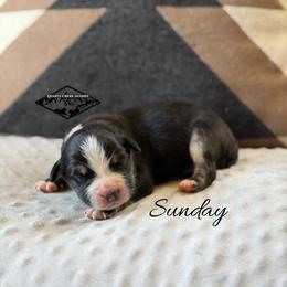 Sunday - Black tri male Miniature Australian Shepherd puppy in Cody, Wyoming from Quartz Creek Aussies