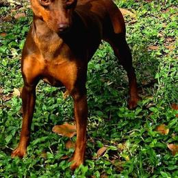 Derby - Miniature Pinscher