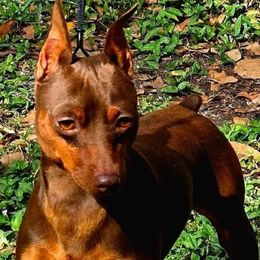 Derby - Miniature Pinscher