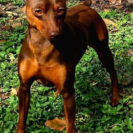 Derby - Miniature Pinscher