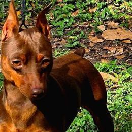 Derby - Miniature Pinscher