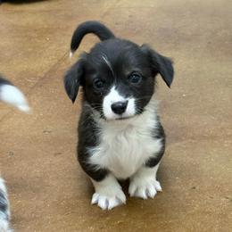 Rudolph - Black and white male American Corgi puppy in Temple, Texas from Silver Moon Cardigan and American Corgis