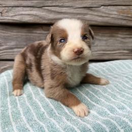 Red merle female 2 - Red merle female Australian Shepherd puppy in Sunbright, Tennessee from Laudrick Aussies