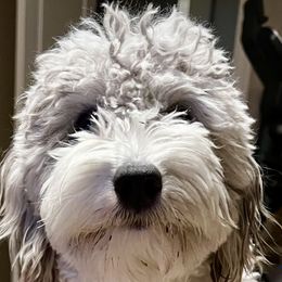 Aussiedoodles, Goldendoodles, and Pyredoodles from Gray Doodles