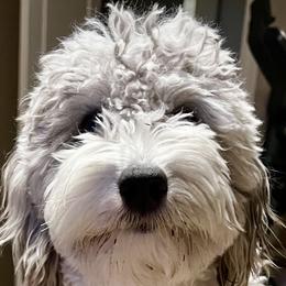Aussiedoodles, Goldendoodles, and Pyredoodles from Gray Doodles
