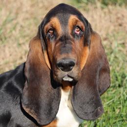 Butler - Basset Hound