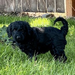 Australian Labradoodle Puppies from Tiny Treasures Australian Labradoodles